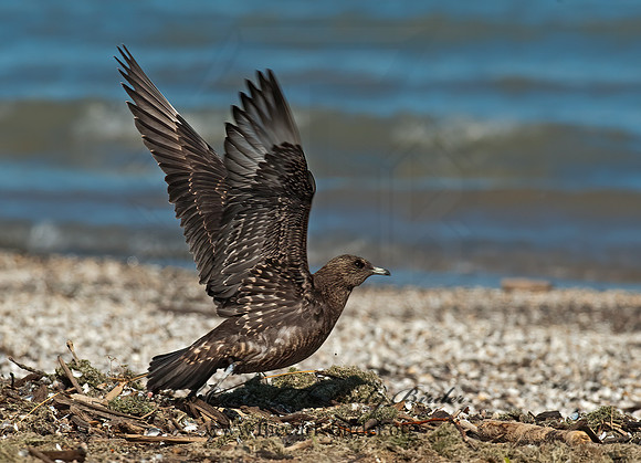 Stercorarius parasiticus  PARASITIC JAEGER 8024077z