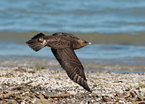 Stercorarius parasiticus  PARASITIC JAEGER 8024084z