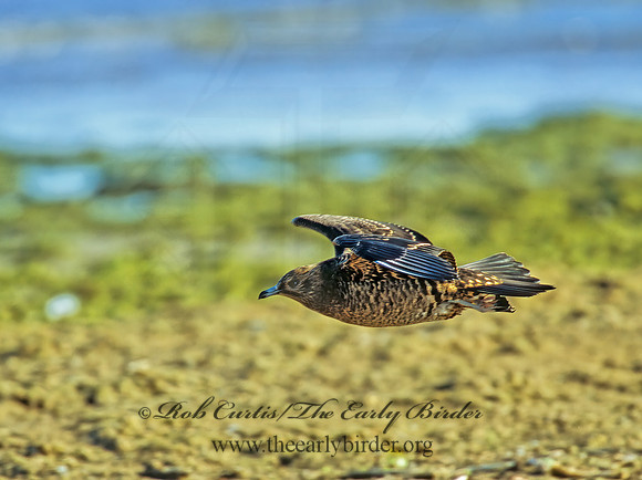 Stercorarius parasiticus  PARASITIC JAEGER 303829z