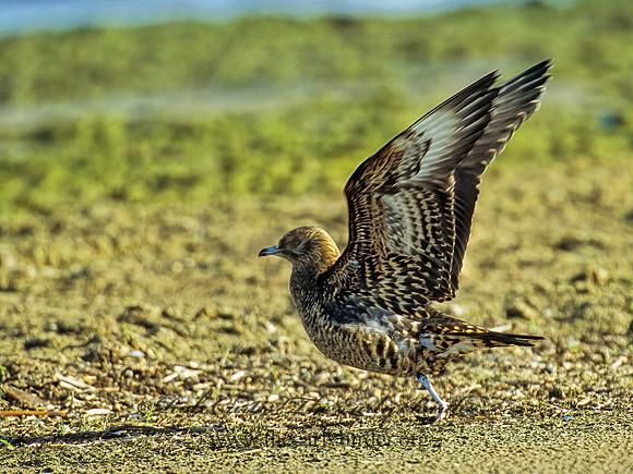 Stercorarius parasiticus  PARASITIC JAEGER 303830z
