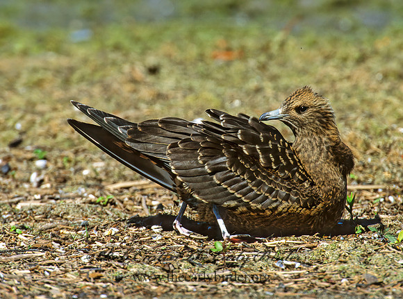 Stercorarius parasiticus  PARASITIC JAEGER 1286312 z