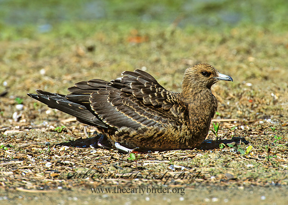 Stercorarius parasiticus  PARASITIC JAEGER 1286316 z
