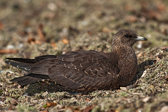 Stercorarius parasiticus  PARASITIC JAEGER 8024098z