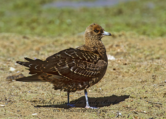 Stercorarius parasiticus  PARASITIC JAEGER 1286406 z