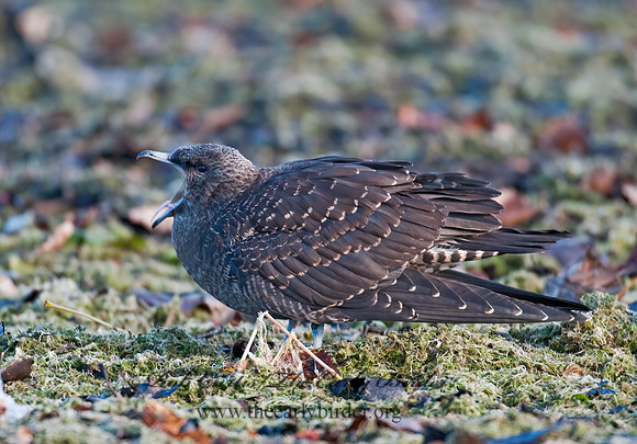 Stercorarius parasiticus  PARASITIC JAEGER 3004481z