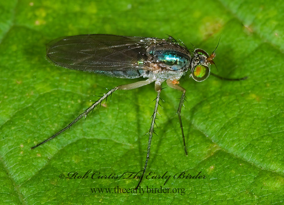 Dolichopus cuprinus group LONGLEGGED FLY 6009513z