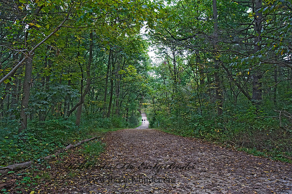 FOREST PATH 8018312z