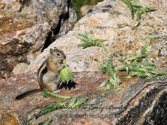 Callospermophilus lateralis  GOLDEN MANTLED SQUIRREL 7010674z