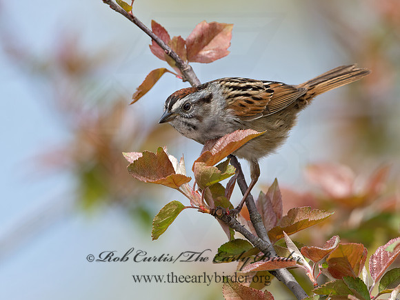 Melospiza georgiana  SWAMP SPARROW 9042972z