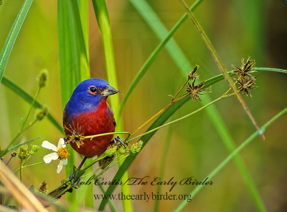 Passerina ciris  PAINTED BUNTING 12620z