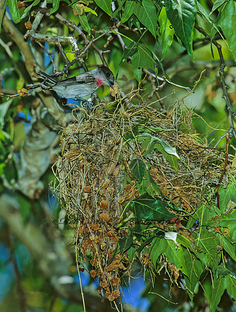 Pachyramphus aglaiae  ROSE-THROATED BECARD 95003z