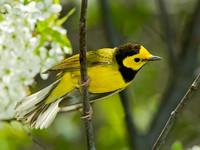 Setophaga citrina HOODED WARBLER 4000489 z