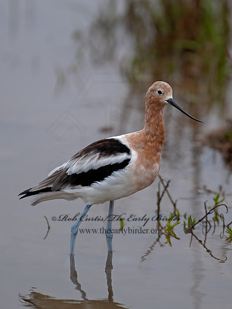 Recurvirostra americana  AMERICAN AVOCET 6038943z