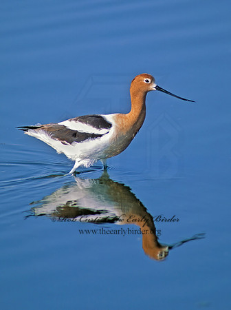 Recurvirostra americana  AMERICAN AVOCET 52618z