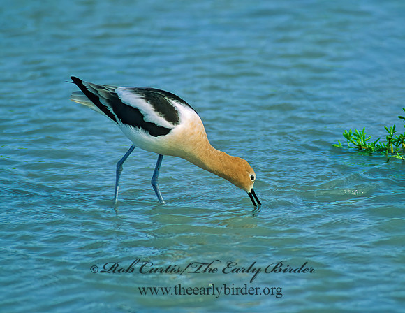 Recurvirostra americana  AMERICAN AVOCET 69225z