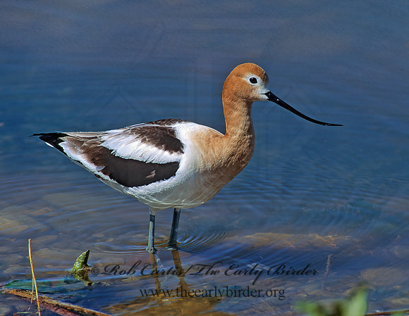 Recurvirostra americana  AMERICAN AVOCET 112517z