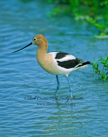 Recurvirostra americana  AMERICAN AVOCET 69230z