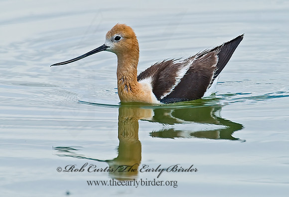 Recurvirostra americana  AMERICAN AVOCET 6027015z