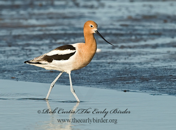 Recurvirostra americana  AMERICAN AVOCET 7004009z