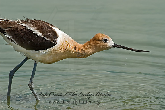 Recurvirostra americana  AMERICAN AVOCET 6027019z