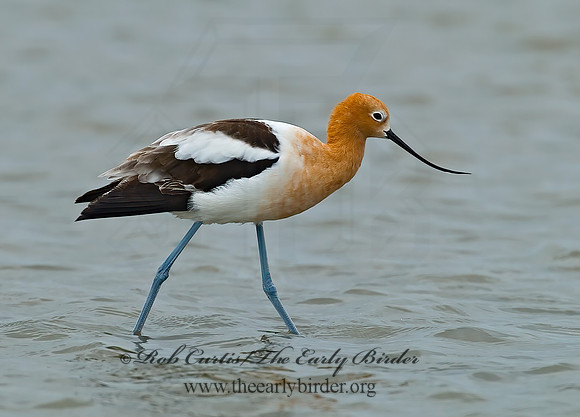 Recurvirostra americana  AMERICAN AVOCET 7004388z