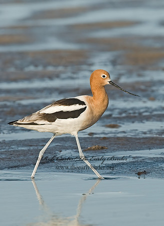 Recurvirostra americana  AMERICAN AVOCET 7004010z