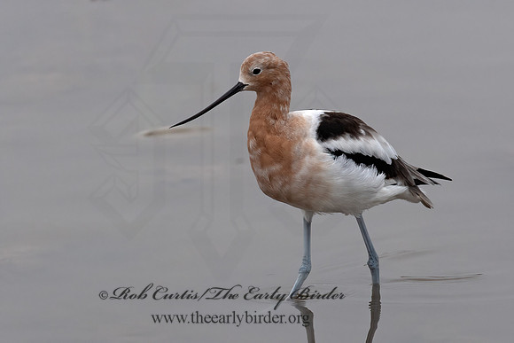 Recurvirostra americana  AMERICAN AVOCET 6038984z