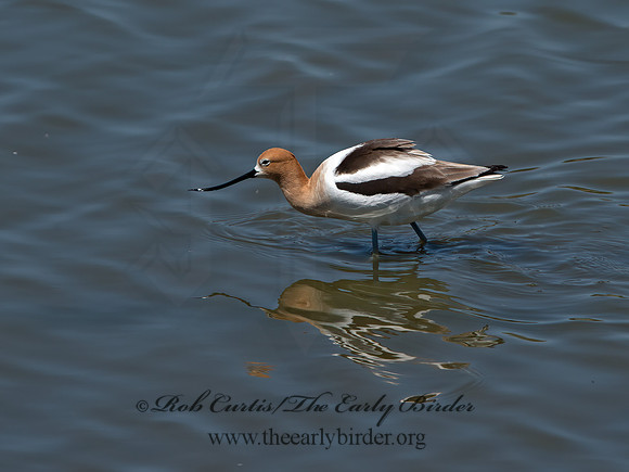 Recurvirostra americana  AMERICAN AVOCET 9055139z
