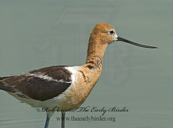 Recurvirostra americana  AMERICAN AVOCET 6027021z