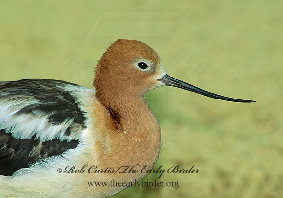 Recurvirostra americana  AMERICAN AVOCET 154228z