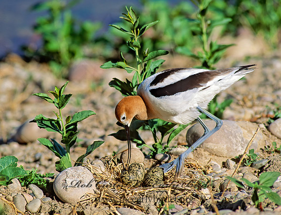Recurvirostra americana  AMERICAN AVOCET 112411z