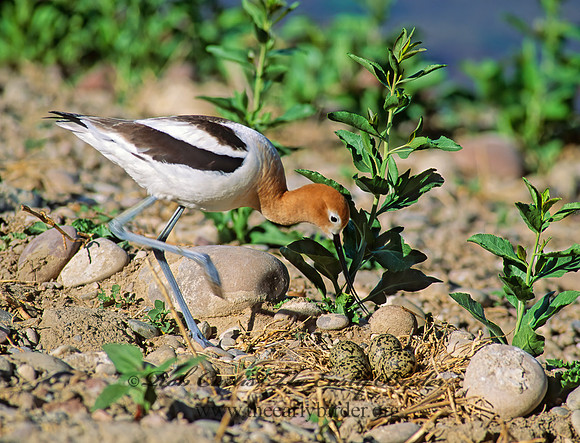 Recurvirostra americana  AMERICAN AVOCET 112408z