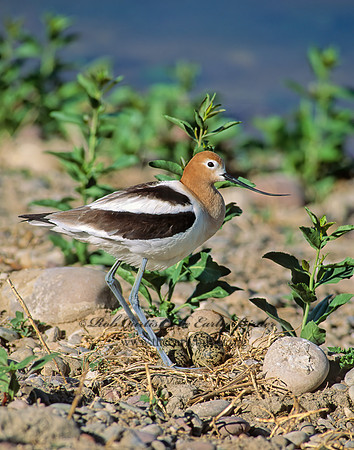 Recurvirostra americana  AMERICAN AVOCET 112415z