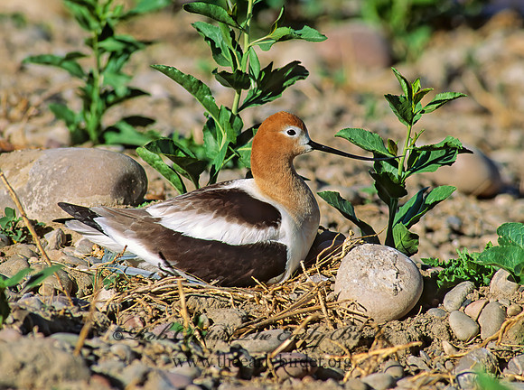 Recurvirostra americana  AMERICAN AVOCET 112423z