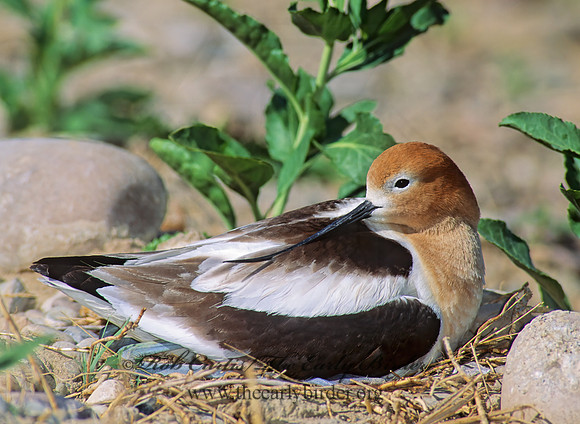 Recurvirostra americana  AMERICAN AVOCET 112513z