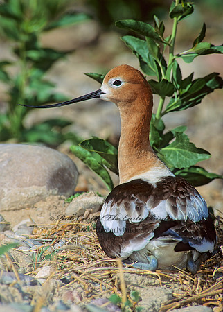 Recurvirostra americana  AMERICAN AVOCET 112501z