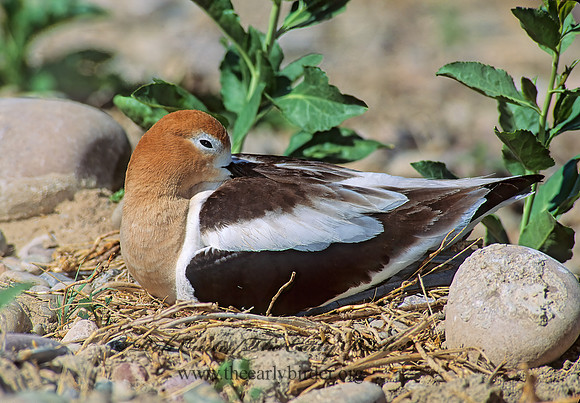 Recurvirostra americana  AMERICAN AVOCET 112521z