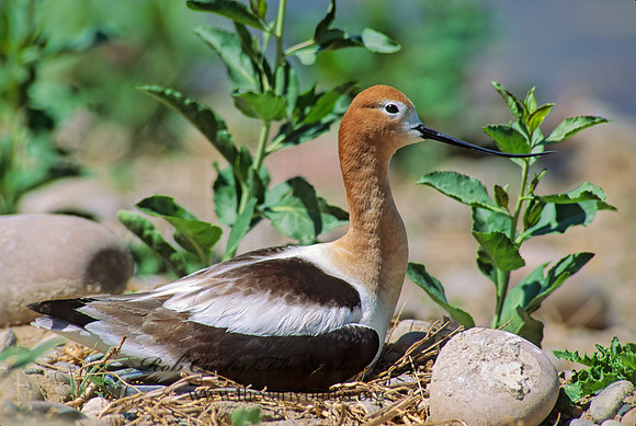 Recurvirostra americana  AMERICAN AVOCET 112632z