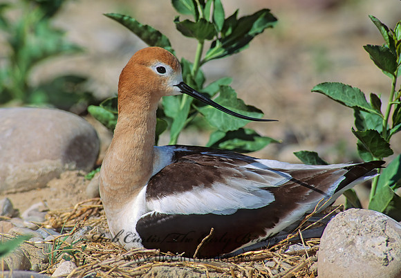 Recurvirostra americana  AMERICAN AVOCET 112522z