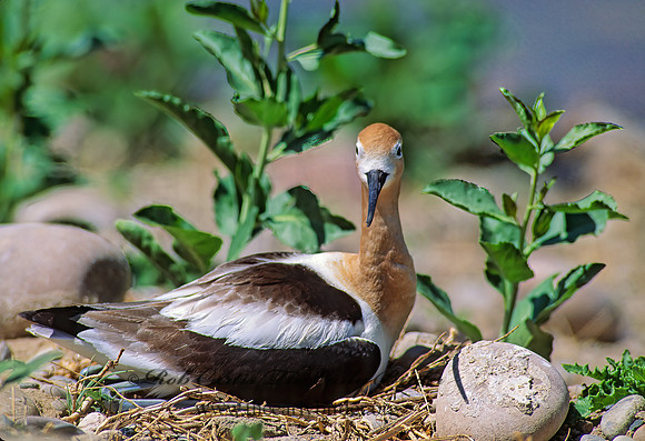 Recurvirostra americana  AMERICAN AVOCET 112635z