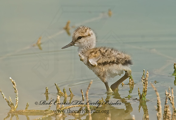 Recurvirostra americana  AMERICAN AVOCET 6027022z