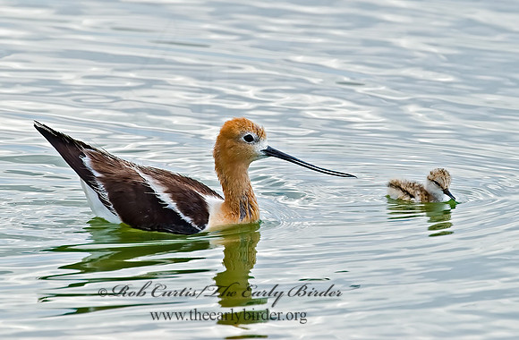 Recurvirostra americana  AMERICAN AVOCET 6027033z