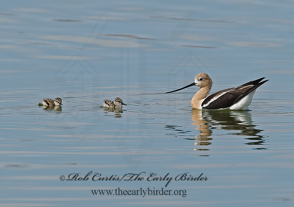 Recurvirostra americana  AMERICAN AVOCET 6027121z