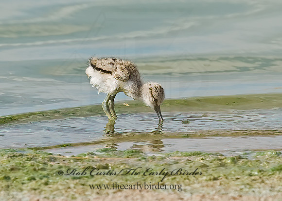 Recurvirostra americana  AMERICAN AVOCET 6027103z