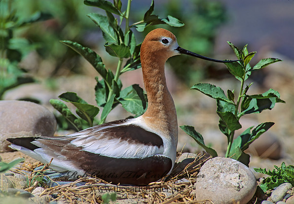 Recurvirostra americana  AMERICAN AVOCET 112727z