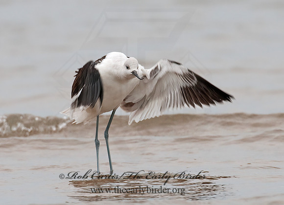Recurvirostra americana  AMERICAN AVOCET 3009589z