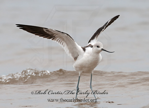 Recurvirostra americana  AMERICAN AVOCET 3009590z