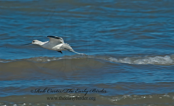 Recurvirostra americana  AMERICAN AVOCET 5016784z