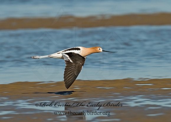 Recurvirostra americana  AMERICAN AVOCET 7003684z