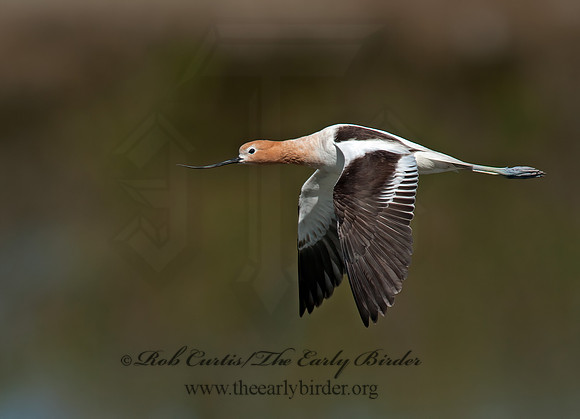 Recurvirostra americana  AMERICAN AVOCET 8036037z
